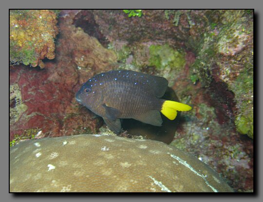 yellowtail damselfish